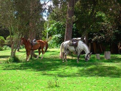 D'acosta Hotel Sochagota