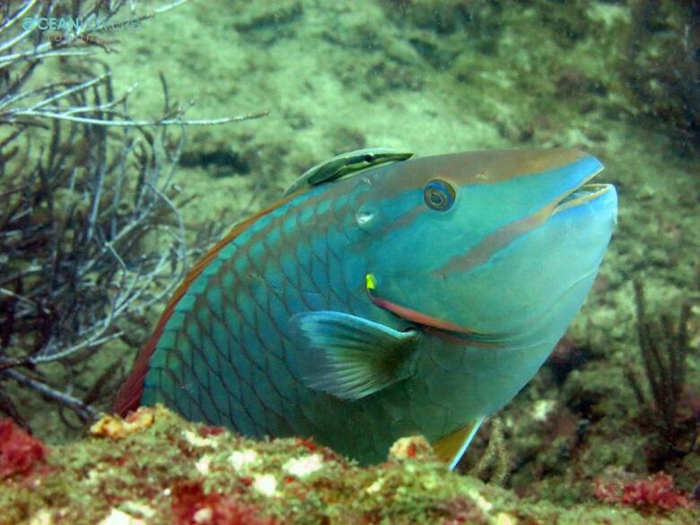 Hostal Svahns Aparthotel