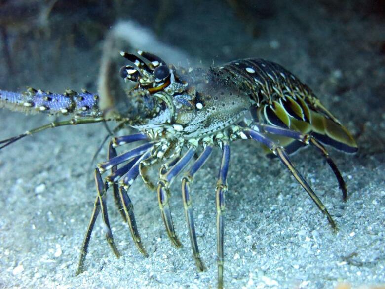 Hostal Svahns Aparthotel