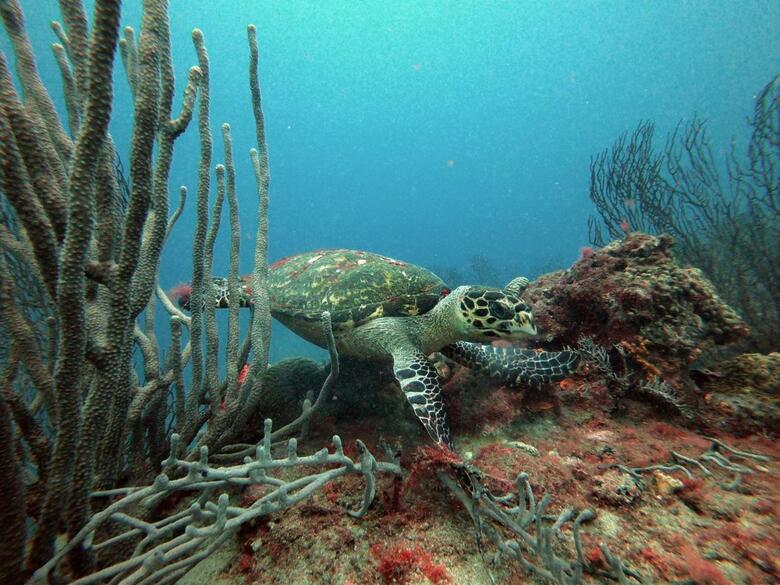 Hostal Svahns Aparthotel