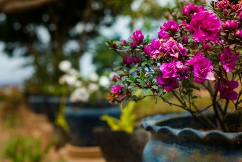 Apartamento Somptua Garden