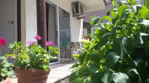 Apartments Paveldi