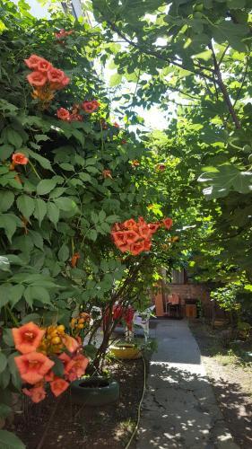 Hostal Frida Guest House