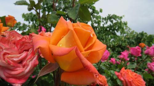 Apartments Natali Resort