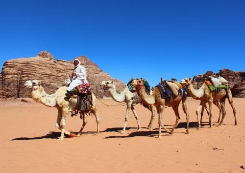 Wadi Rum Green Desert