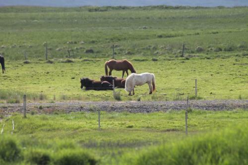 L�kjarhus Farm Holidays