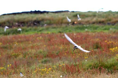 Apartamento Reynissta�ir