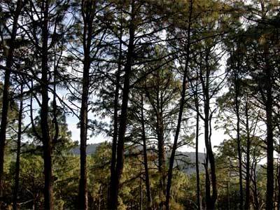 Monteverde