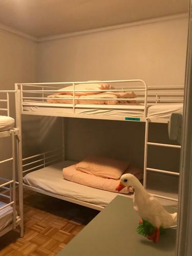Albergue Falkinn