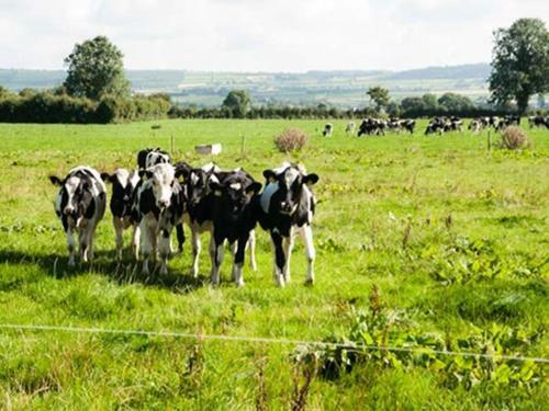 Cherryfield, Ballyragget