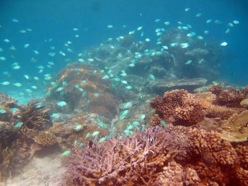 Hotel Mantaray Island Resort