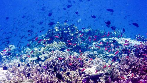 Hotel Viani Bay Resort - Off Taveuni