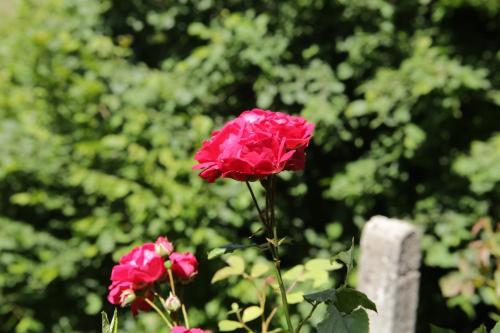 Hostal Guest House Valchanovata Kashta