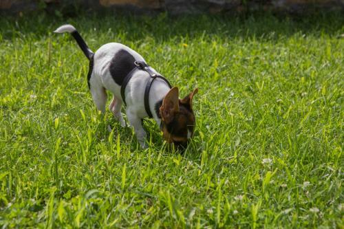 Guest House Stoilite