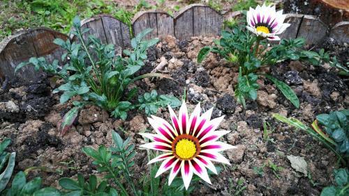 Guest House Stoilite