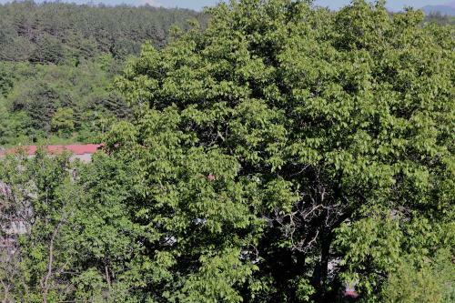 Modern Floor - Dilijan Garden House