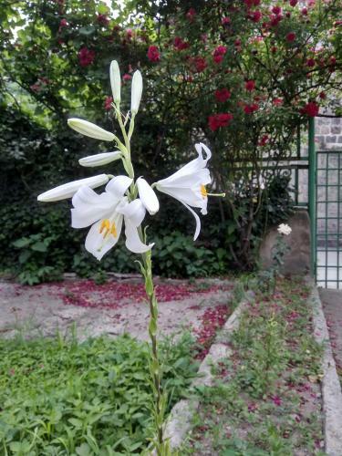 Hostal Family Guest House