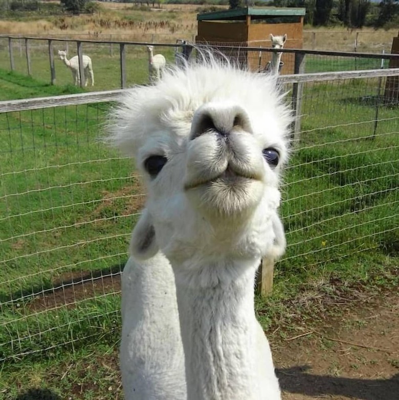 Rellik House. Winery And Alpaca Farm