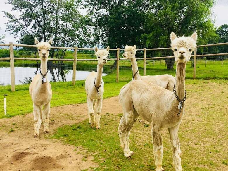 Rellik House. Winery And Alpaca Farm