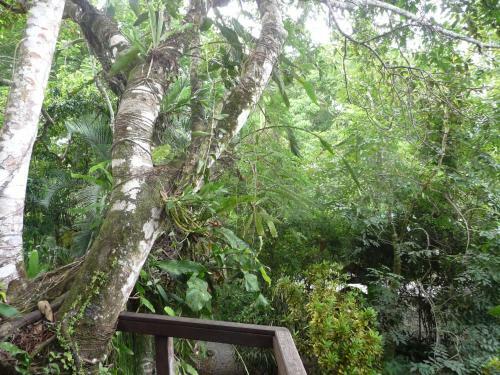 Topos Tree House
