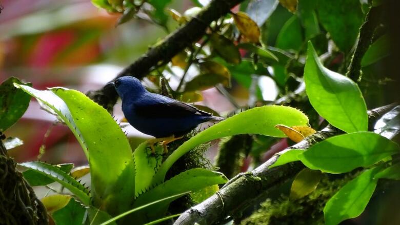 Albergue Cabinas Algebra