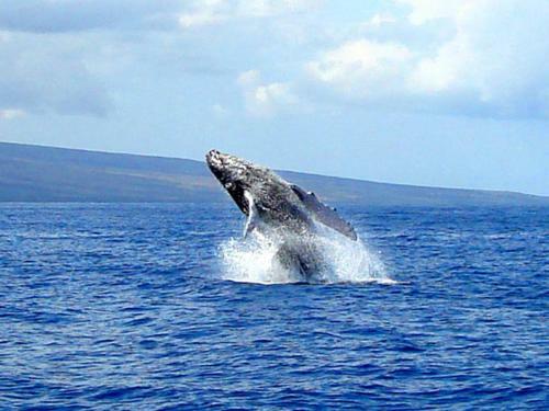 Apartamento Kamaole Sands #9-207 Condo