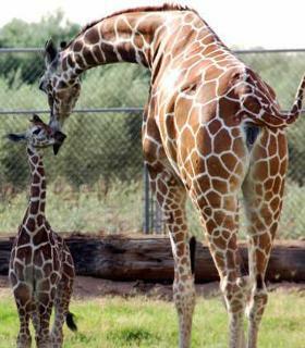 Hotel Residence Inn Phoenix Goodyear