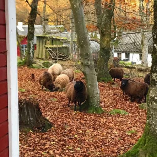 Agroturismo Farm Stay Happy Dogs Ranch