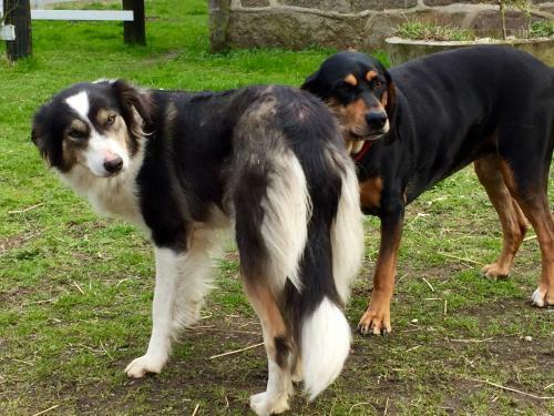 Agroturismo Farm Stay Happy Dogs Ranch