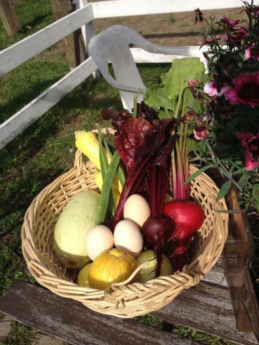 Agroturismo Farm Stay Happy Dogs Ranch