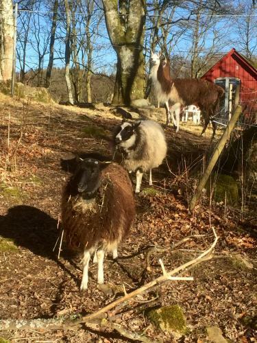 Agroturismo Farm Stay Happy Dogs Ranch
