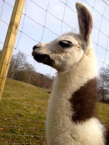 Agroturismo Farm Stay Happy Dogs Ranch