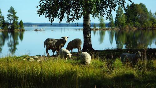 Lits Camping, Stugby Och Kanot