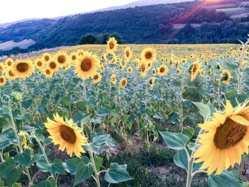 Agroturismo Agriturismo Santulivieri
