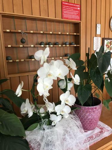 Hotel Albergo Villa Dionori