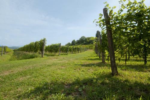 Bed & Breakfast Alloggio Agrituristico Corte San Biagio