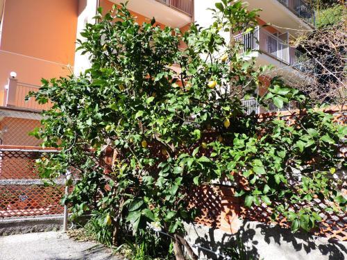 Apartamento Villa Delle Ciliegie