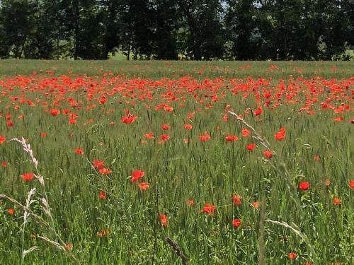 Podere Fiorito Castagno Della Civetta