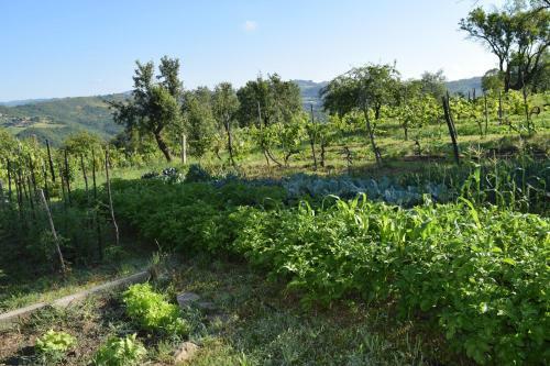 Bed & Breakfast Agriturismo Terra Selvatica