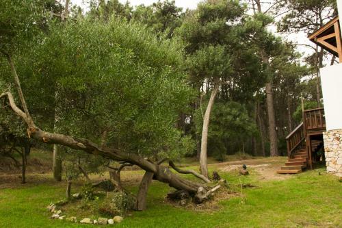 Apartamento Caba�as Sottobosco