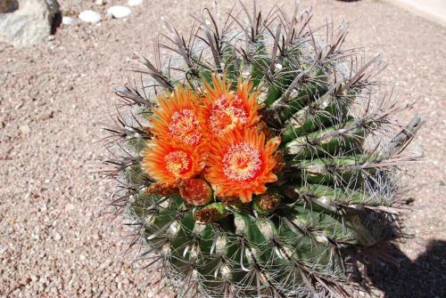 Hotel Gold Canyon Golf Resort
