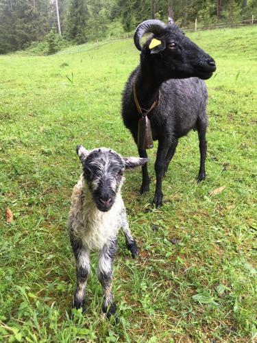 Agroturismo U Dobr�ho Pastiera