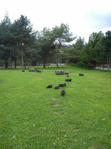 Hostal Penzi�n Drie?ovkou