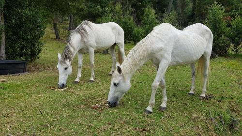 Agroturismo Hacienda Santa Rosita
