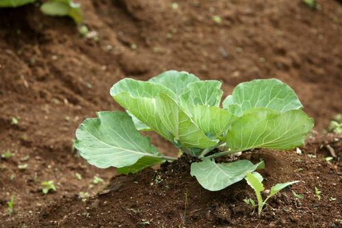 Hotel The Siena Village