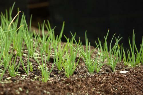 Hotel The Siena Village