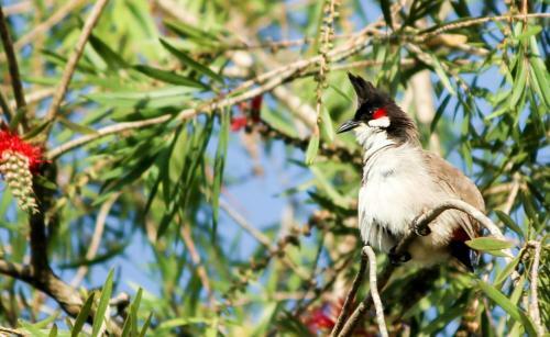Hotel The Siena Village