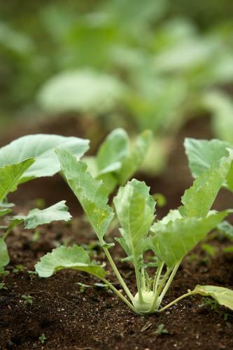 Hotel The Siena Village