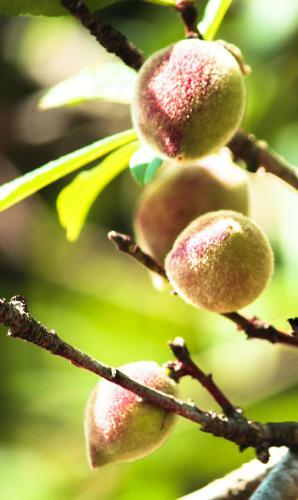 Hotel The Siena Village