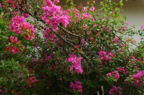 Hostal Magnolia Guesthouse Varkala